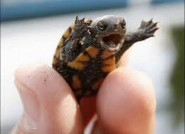 FlexibilityTurtle