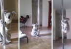 Κοάλα εισέβαλε σε σπίτι και έκανε Pole Dancing!