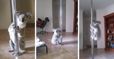 Κοάλα εισέβαλε σε σπίτι και έκανε Pole Dancing!