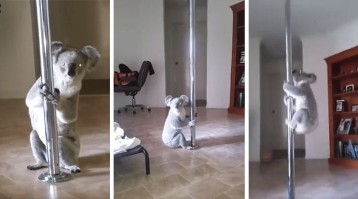 Κοάλα εισέβαλε σε σπίτι και έκανε Pole Dancing!