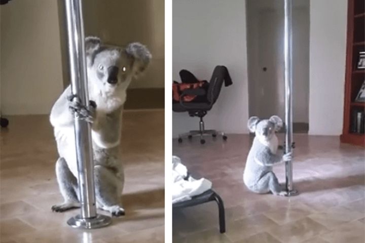 KoalaPic