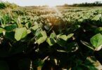 The Top 7 Innovative Uses of Soy in the Industry