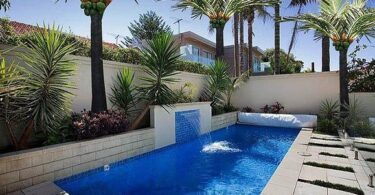 Coconut Palm Tree Care: Grow Healthy Palms Effortlessly