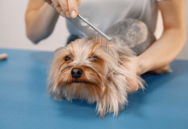 Closest Dog Wash: Affordable and Convenient Services in NYC