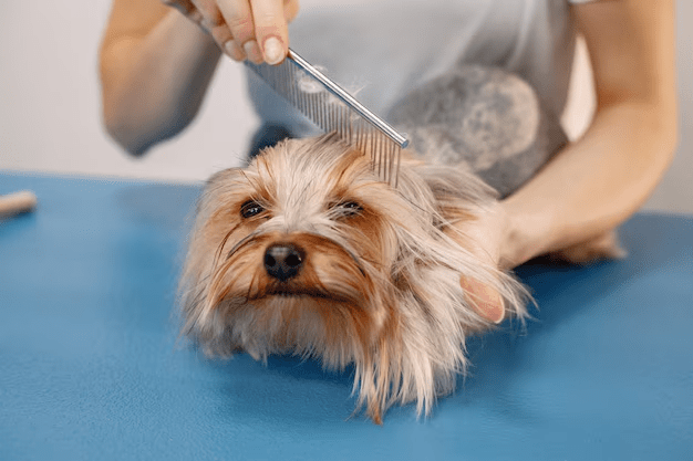 Closest Dog Wash: Affordable and Convenient Services in NYC
