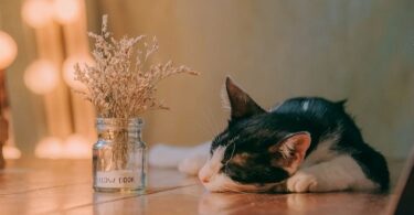 Rest and Recovery: Essential Health Tips You Should Know