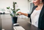 Plants for Mental Health: Boost Wellbeing in Your Office