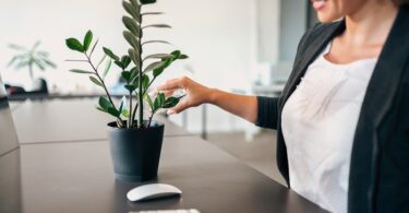 Plants for Mental Health: Boost Wellbeing in Your Office