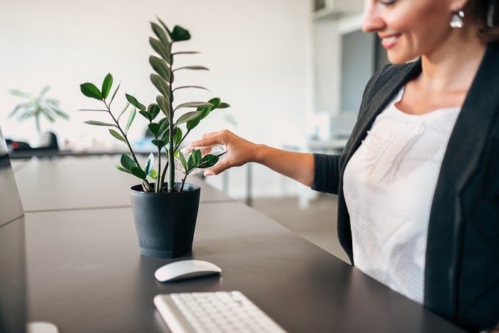 Plants for Mental Health: Boost Wellbeing in Your Office