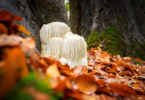 Brain Gold – Boost Brain Health with Lion's Mane Mushroom