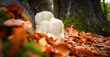 Brain Gold – Boost Brain Health with Lion's Mane Mushroom