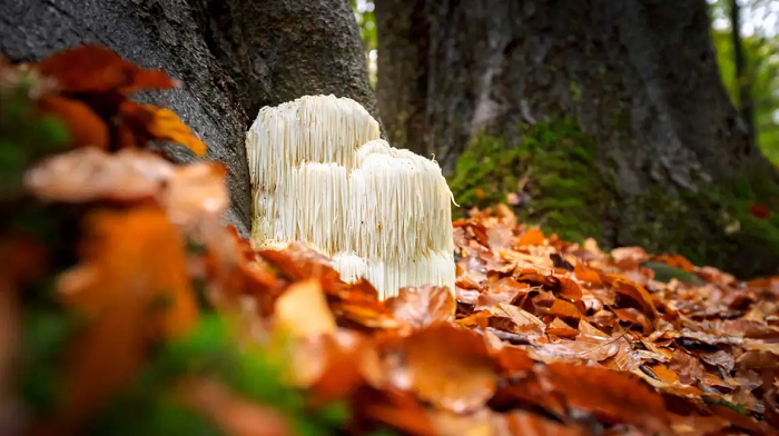 Brain Gold – Boost Brain Health with Lion's Mane Mushroom
